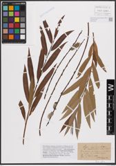 Foto von Salix daphnoides Vill. x Salix viminalis L.